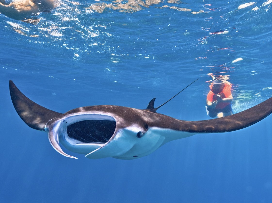 Manta ray underwater in Nusa Penida